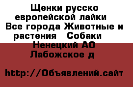 Щенки русско европейской лайки - Все города Животные и растения » Собаки   . Ненецкий АО,Лабожское д.